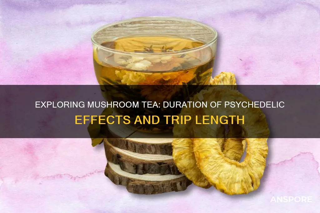 how long does a mushroom tea trip last