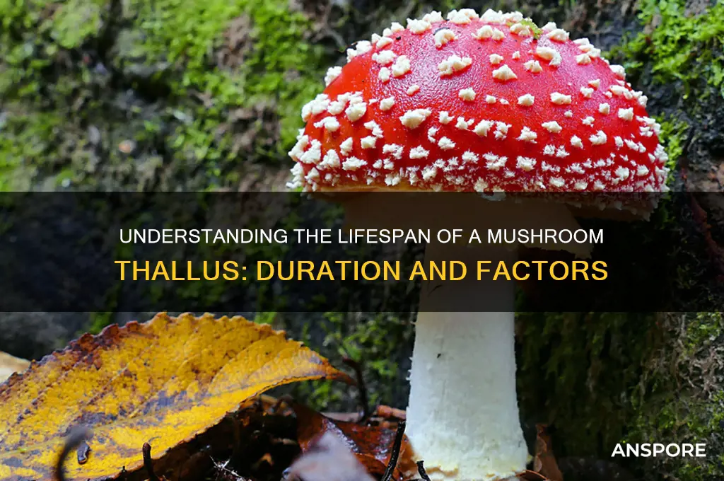 how long does a mushroom thallus last