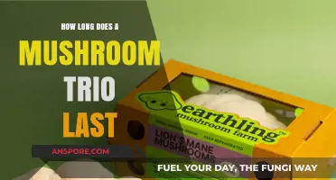 Mushroom Trio Lifespan: How Long Do They Stay Fresh?