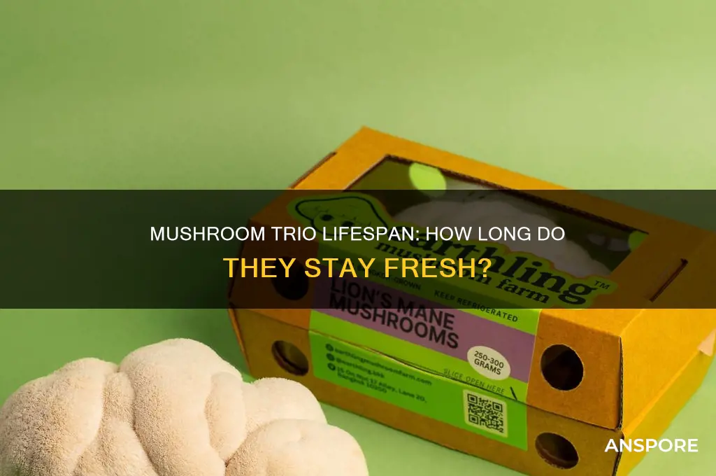 how long does a mushroom trio last