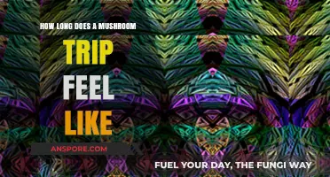 Perceiving Time on a Mushroom Trip: Duration and Distortion Explained