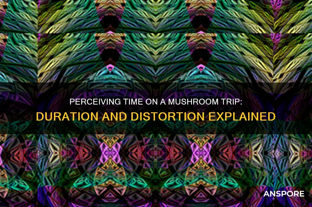 how long does a mushroom trip feel like