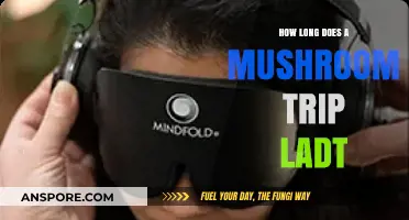 Understanding the Duration of a Mushroom Trip: What to Expect