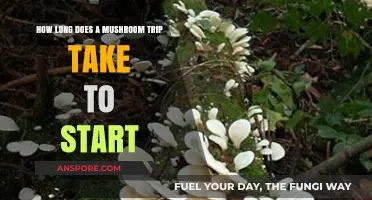 When Does a Mushroom Trip Begin? Timing and Factors Explained