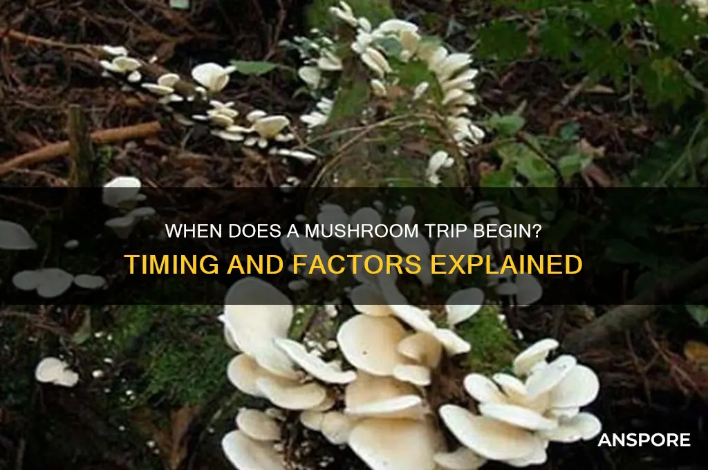 how long does a mushroom trip take to start