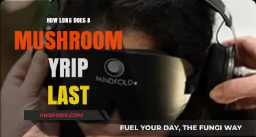 Understanding the Duration of a Mushroom Trip: Factors and Timeline