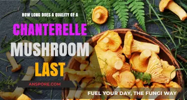 Chanterelle Mushrooms: Shelf Life and Freshness Tips for Quality Storage
