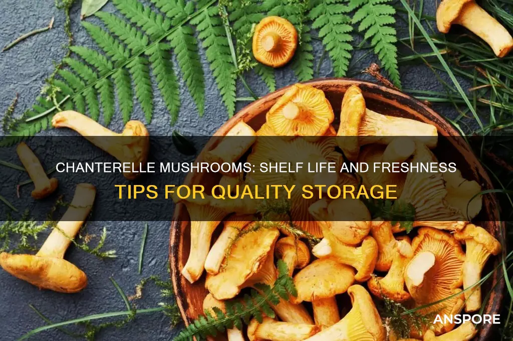 how long does a quality of a chanterelle mushroom last