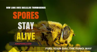 Bacillus Thuringiensis Spores Lifespan: How Long Do They Remain Active?