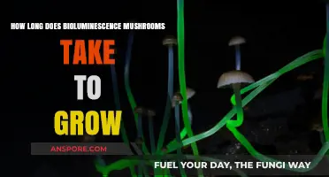 Growing Bioluminescent Mushrooms: Timeframe and Cultivation Insights Revealed