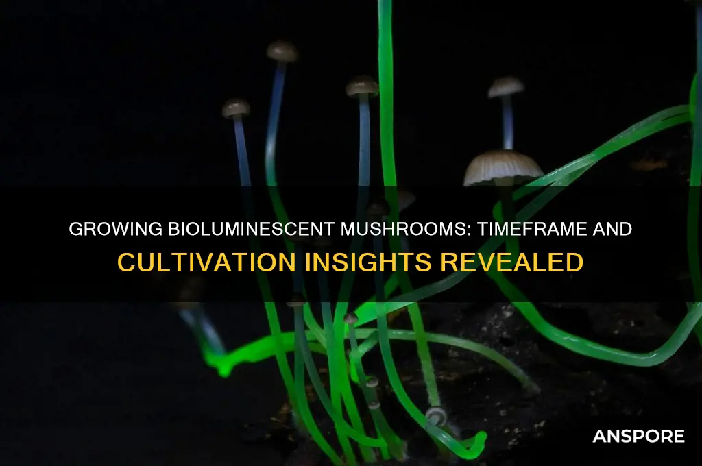 how long does bioluminescence mushrooms take to grow