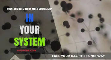 Black Mold Spores in Your System: Duration and Health Impact Explained