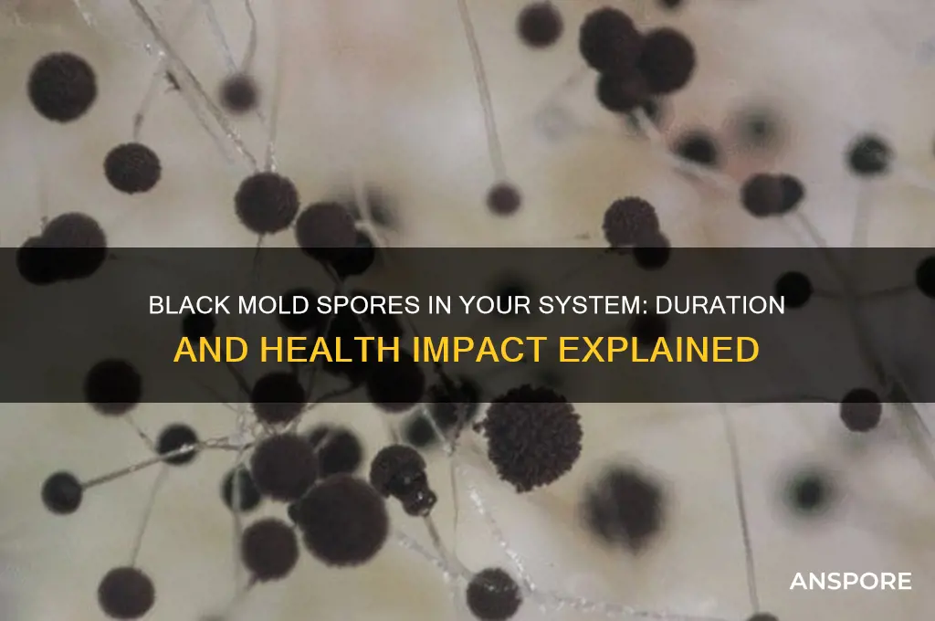 how long does black mold spores stay in your system