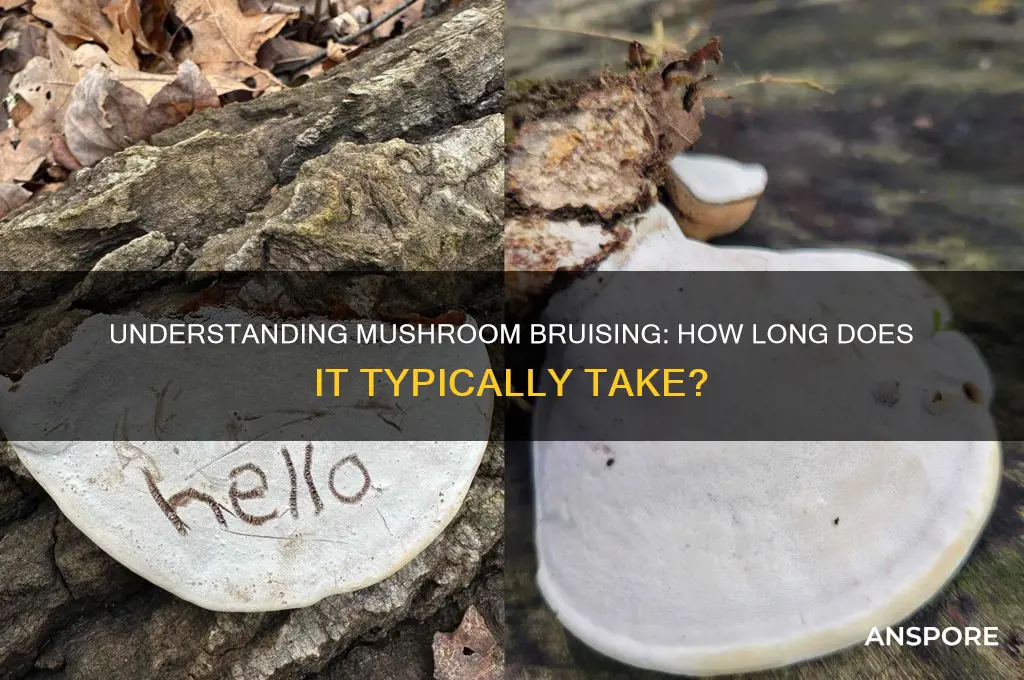 how long does brusing take for mushrooms