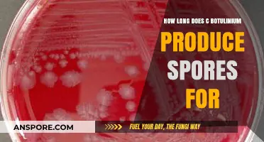 Understanding C. Botulinum's Sporulation Duration and Food Safety Risks