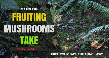 Fruiting Mushrooms: Understanding the Timeframe for Optimal Harvest