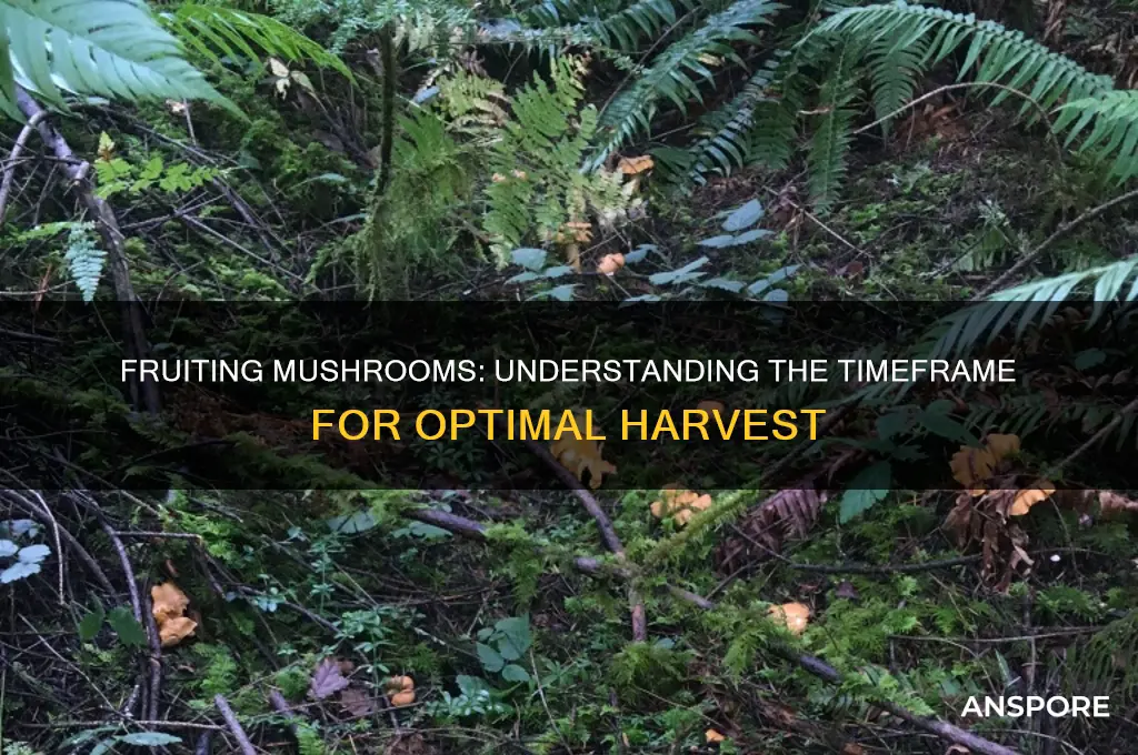 how long does fruiting mushrooms take