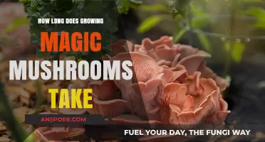 Growing Magic Mushrooms: Understanding the Timeframe for Optimal Harvest
