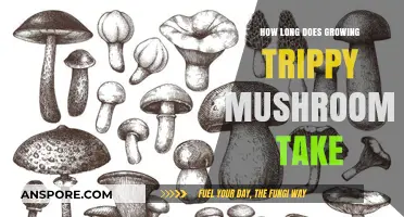 Growing Trippy Mushrooms: Understanding the Timeframe for a Successful Harvest