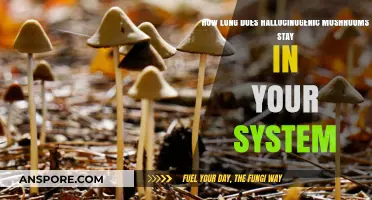 How Long Do Hallucinogenic Mushrooms Stay in Your System?