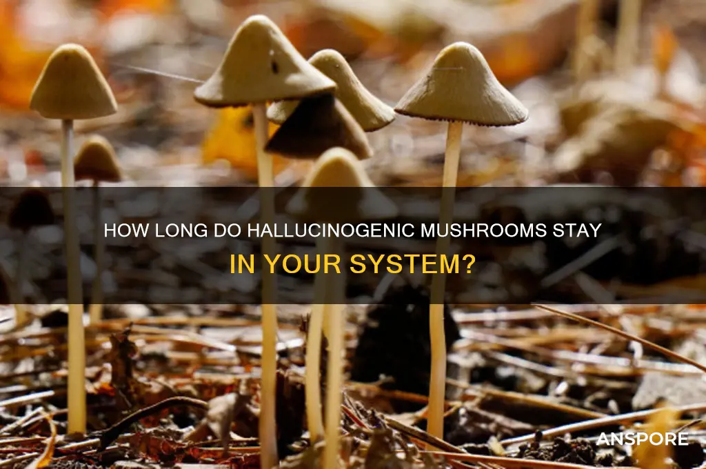 how long does hallucinogenic mushrooms stay in your system