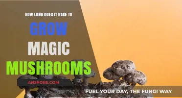 Growing Magic Mushrooms: Understanding the Timeframe for Cultivation Success