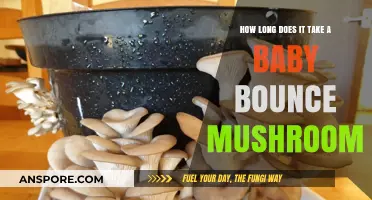 Baby Bounce Mushroom Growth Timeline: How Long Does It Take?
