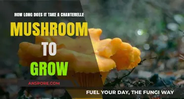 Chanterelle Mushroom Growth Timeline: From Spores to Harvest