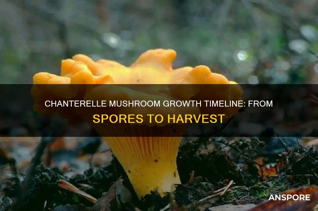 how long does it take a chanterelle mushroom to grow