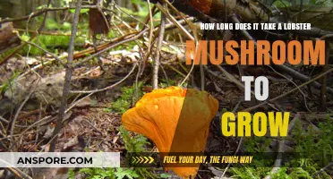 Lobster Mushroom Growth Timeline: From Spores to Harvest