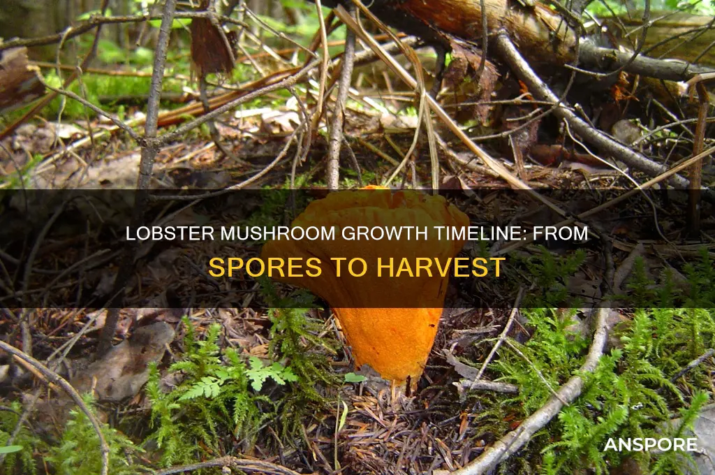 how long does it take a lobster mushroom to grow