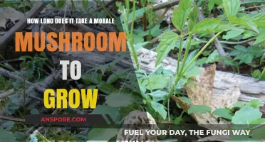 Growing Morale Mushrooms: Understanding Their Cultivation Timeline and Factors