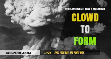 Understanding the Timeframe for Mushroom Clouds to Develop and Form