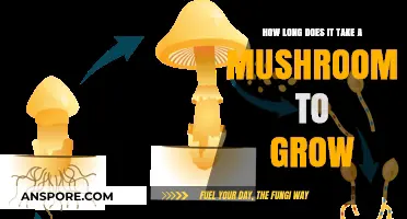 From Spore to Harvest: Mushroom Growth Timeline Explained