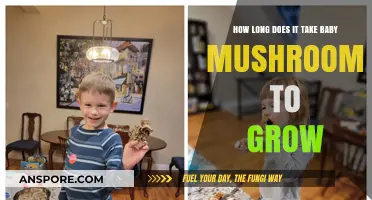 Baby Mushrooms Growth Timeline: From Spawn to Harvest Explained