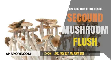 Timing Your Second Mushroom Flush: What to Expect and How Long It Takes