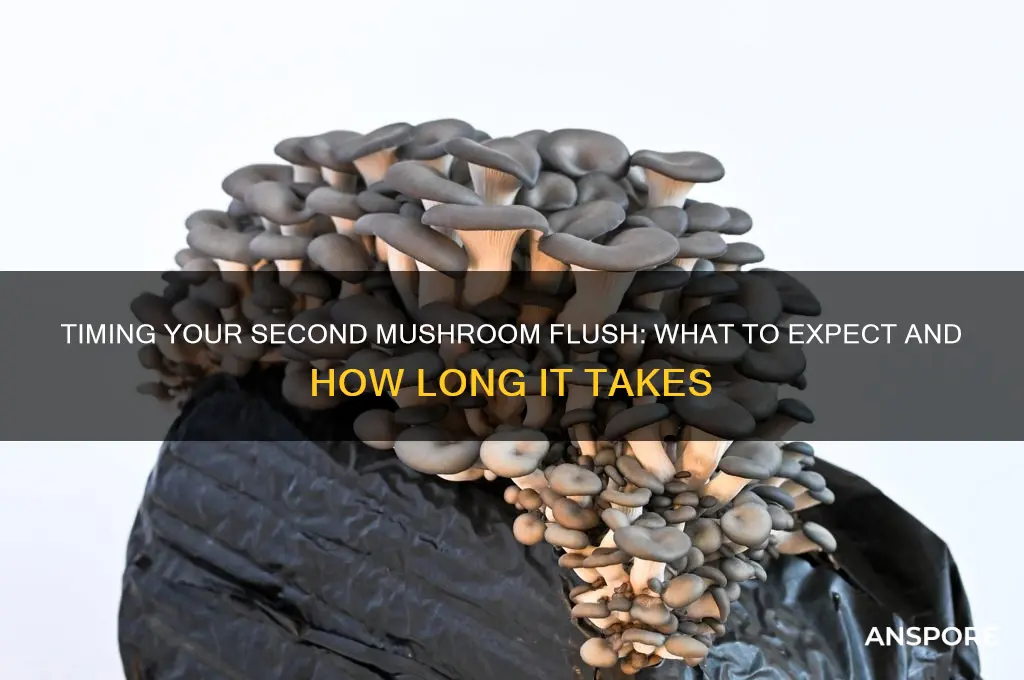 how long does it take before secound mushroom flush
