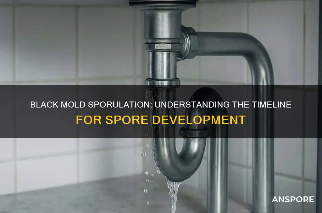 how long does it take black mold to make spores