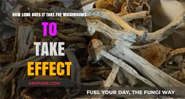 How Long Do Mushrooms Take to Kick In?