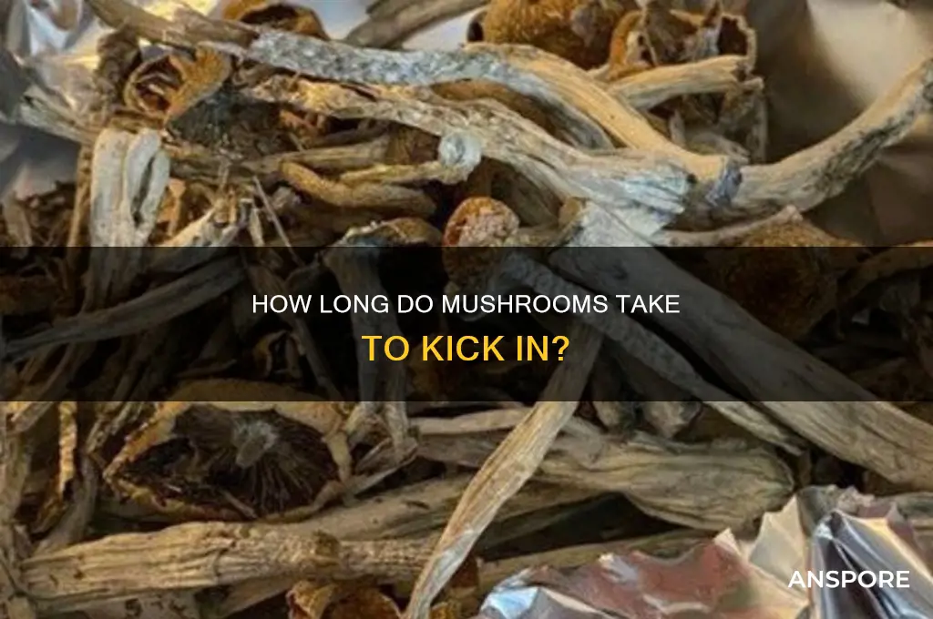 how long does it take foe mushrooms to take effect