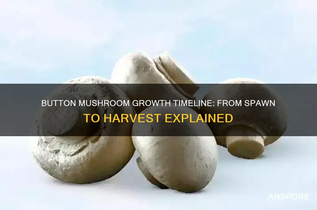 how long does it take for button mushrooms to grow