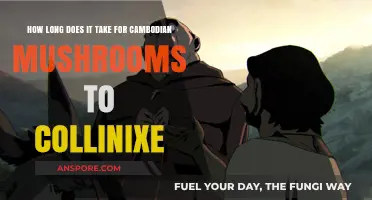 Cambodian Mushrooms Colonization Time: A Comprehensive Growth Timeline Guide