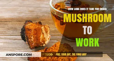 Chaga Mushroom Benefits: Understanding Its Timeframe for Optimal Effects
