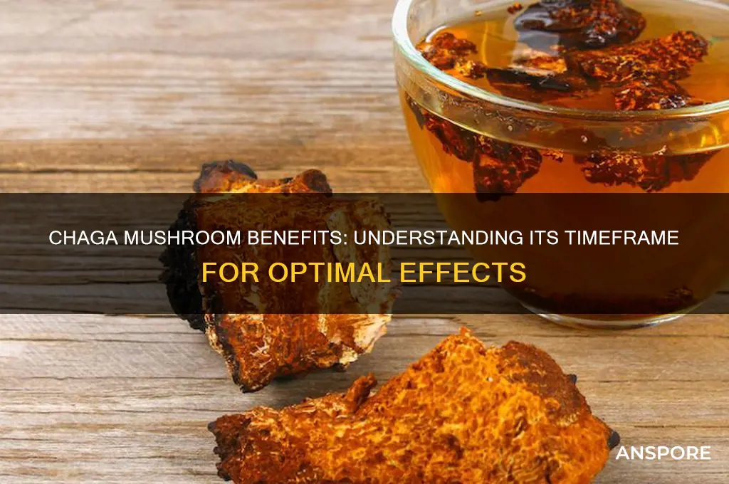how long does it take for chaga mushroom to work