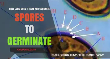 Cubensis Spores Germination Timeline: Factors Affecting Growth and Development