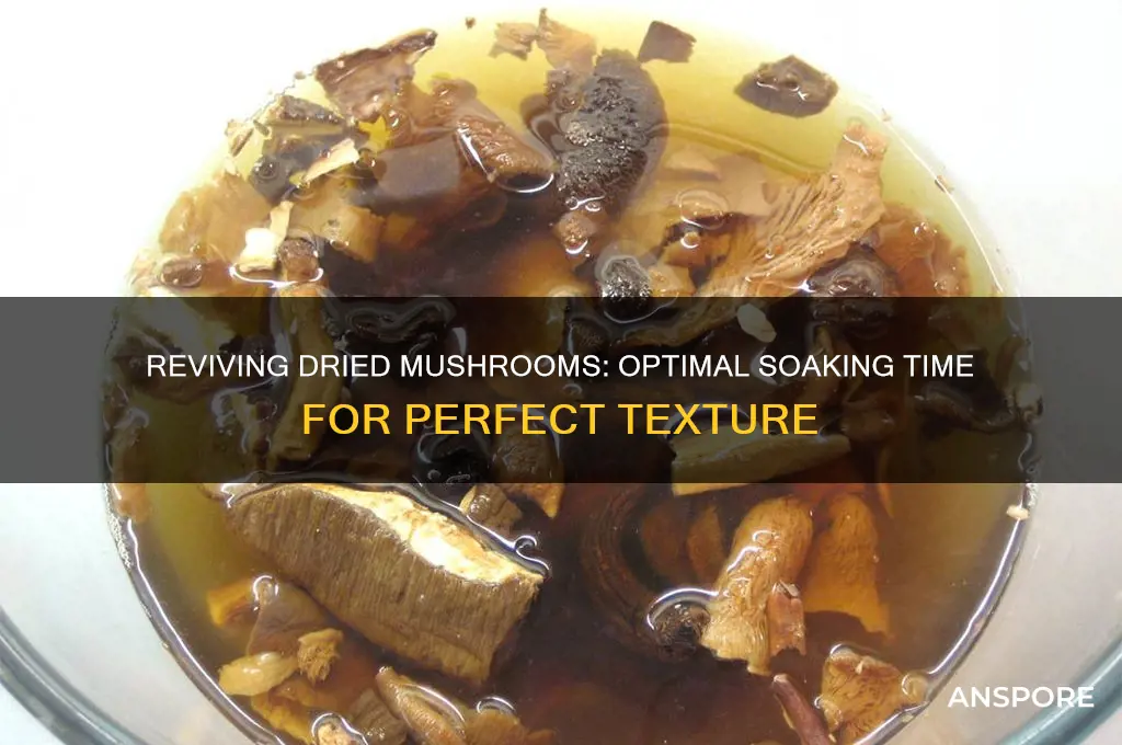 how long does it take for dried mushrooms to soak