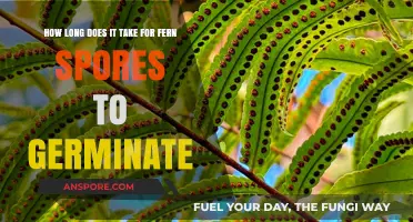 Fern Spore Germination Timeline: Understanding Growth and Development Stages