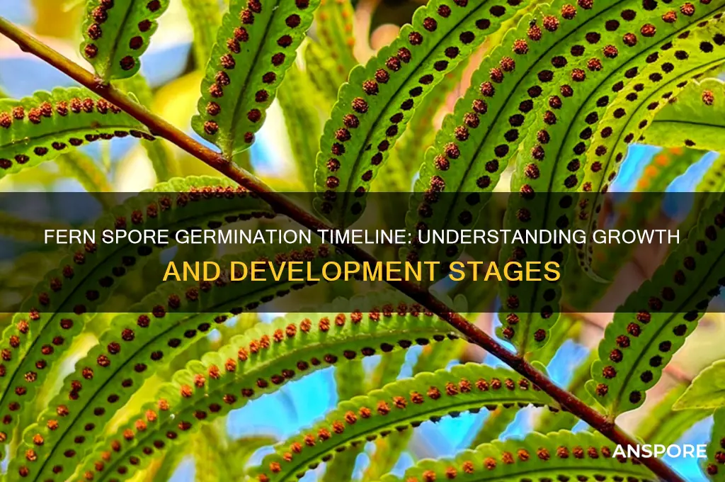 how long does it take for fern spores to germinate