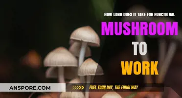 How Long Do Functional Mushrooms Take to Show Effects?