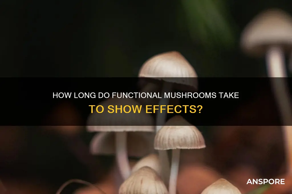 how long does it take for functional mushrooms to work